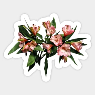 Lilies - Asiatic Lilies and Leaves Sticker